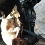 [꼭봐주세요] 6년동안 키운 반려견 개장수에게 도둑 맞았습니다ㅠㅠ경찰은...