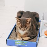 [고양이] [별이모찌맘맘-2탄] 별이모찌와의 이상하고 특별한 동거...