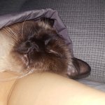 [고양이] 자면서침<b>흘림</b>..ㅋ