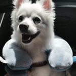 [강아지] <b>포도</b>와 나무 이야기 (4) 바다에 간 <b>포도</b>