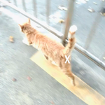 [고양이] 19금? 배부르니! 금냥아 행복한 고양이..