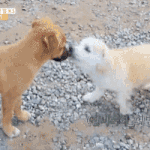 [댓글부탁해] 선빵 날리고 친언니한테 맞는 짱<b>절미</b>.gif