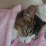 이쁜 다<b>롱이</b>^^