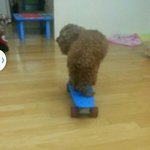 [댓글부탁해] 얘들아 우리집 개 <b>보드</b>탐