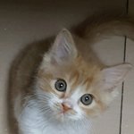 아기냥 <b>호빵이</b>-6