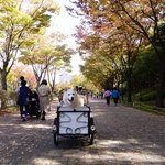 [허스키<b>심바</b>] <b>심바</b>와 쪼매니