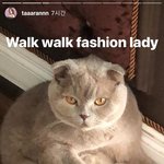 [EXO] 어떤 러샤 모델이 키우는 고냥이 민석이 닮았다고 하는데...