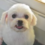 라일/말티즈/<b>여아</b>/7살/2.5kg  *사랑이 필요한 라일이