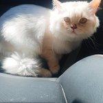 [고양이] [별이모찌맘맘-3탄] 별이모찌와의 이상하고 특별한 동거...