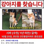 [강아지] <b>수원시</b> 권선구 잃어버린 시바견을 찾습니다