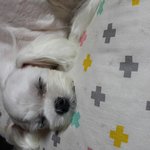 <b>울집</b> 댕댕이