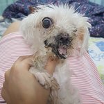 12살 반려견이 <b>발치</b>수술 이후 삶이 망가졌습니다. (2019.01...