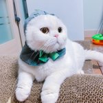 [고양이] 우리집 냥이들 소개합니당