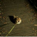 [댓글부탁해] <b>홍원</b>이도 자기 강아지한테 이럴거같다 추반
