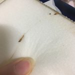 <b>시루</b>콧토 화장솜에서 벌레나옴..;;;