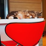 [고양이] [별이모찌맘맘-4탄] 별이모찌와의 이상하고 특별한 동거...