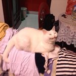 [댓글부탁해] 핸드폰에 <b>부적</b>같은거 다운받아도 돼?