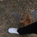 [고양이] 길냥이 돌보기(12일)