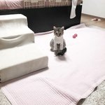 [개와고양이] 포도와 <b>나무</b> 이야기 (5) <b>나무</b>의 벌칙옷