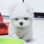 [강아지] <b>루이</b>가 하늘로 떠나는날 쓰는편지..