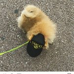 [댓글부탁해] 피자 레귤러 2판 다먹을 <b>수</b> 있다 <b>추반</b>