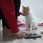 나의 동거묘 <b>도칠</b>이 웃긴 일상들..