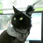 [고양이] 사무실 고양이님>하늘의 별이 된 <b>상무</b>님을 추억하며...