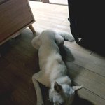 유기<b>견이</b>자 들개를 입양해 키우고있습니다. 꼭 봐주세요