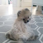 [또치<b>재희</b>동] 우리집 네마리 강아지들 8