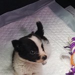 <b>꼬물</b>이 왕<b>꼬물</b>이되다