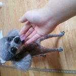 [강아지] 강아지를 찾습니다. 제발 도와주세요.(사례금 100만원)