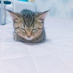 [고양이] 우리집 냥이들2