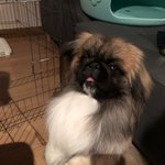 페키니즈 22개월 강아지가 애견호텔에서 억울한 사고를 당했습니다...