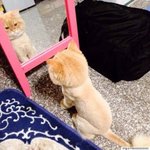 이 <b>대사</b> 안다/모른다 추반좀