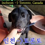 [강아지] 토론토 해외이동<b>봉사</b> 부탁드립니다