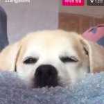 [드루와] 애기때나 지금이나 한결같은 <b>절미</b> 졸릴때 눈빛