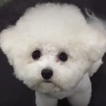 [드루와] 와 도랏아  <b>비숑</b> 왤케귀엽냐??