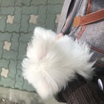 [강아지] 미국에서 온 조복남