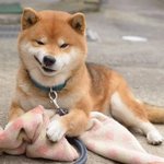 <b>골목</b>식당 봐야것다