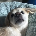 <b>절미</b> 사진