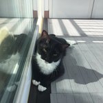 [고양이] Jack Cock Jju 세고양이와 함께사는 신혼부부...