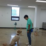 어려운 강아지 훈련, 나만의 꿀팁