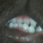 [댓글부탁해] 너희들 멍냥이 <b>이빨</b>사진 ㄱ