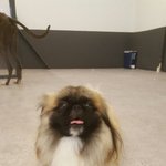 [꼭봐주세요] 페키니즈 22개월 강아지가 애견호텔에서 억울한 사고를...