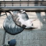 [고양이] 울 탱이도 자랑할래요 ! >1