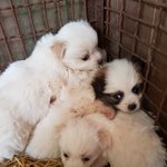 [강아지] <b>어미</b>없이 들어온 6남매