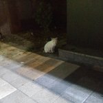 길냥이랑 <b>핫바</b>나눠먹음