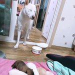 [강아지<b>분양</b>] 강아지 <b>분양</b>하려고 해요..