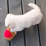 [댓글부탁해] 강아지 이름 지어줄 사람!!