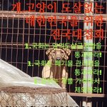 11일, 개고양이 도살 없는 대한민국을 위한 전국대집회에 <b>참여</b>해주세요
